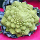 Romanesco cauliflower, a fractal